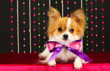 funny little dog on black background