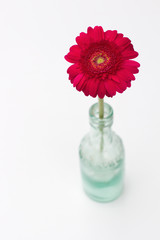 rote Gerberabl&uuml;te in einer Flasche