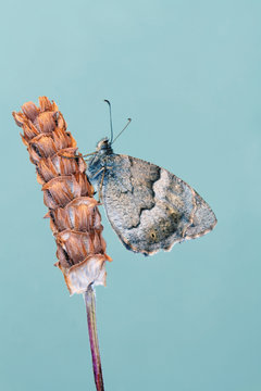 Mariposa Hipparchia Semele