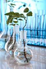 Close-up of plants in test tubes laboratory