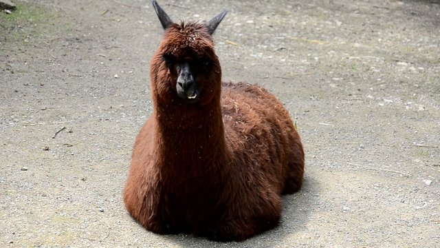 Lama