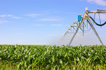 Irrigation system watering green corn field