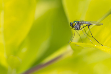 Petit insecte coloré dans un écrin de verdure