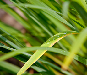 Beautiful water drop on a leaf