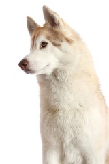 Husky Dog Portrait