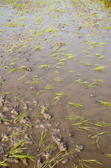 Rice seedlings