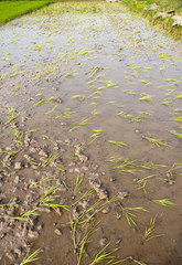 Rice seedlings