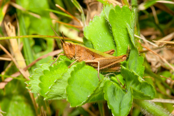 Grasshopper (Chorthippus parallelus)
