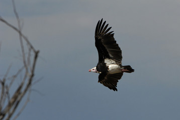 Vautour à tête blanche