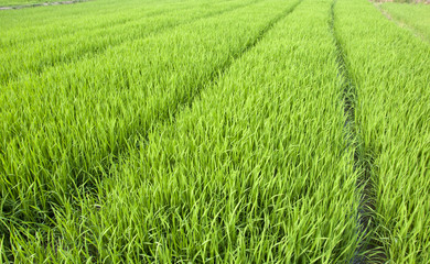Rice seedlings
