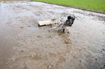 Paddy field