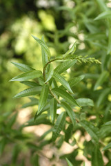 citronella lippia