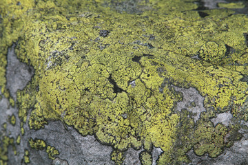 Stone's lichen