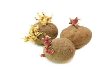 Old potatoes