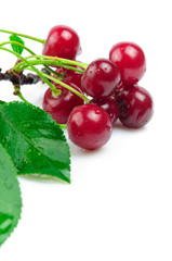 Cherries isolated on a white background