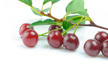 Cherries isolated on a white background