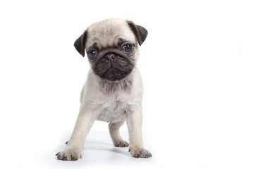 Obraz premium faciès du carlin boudeur - pug - mops - doguillo