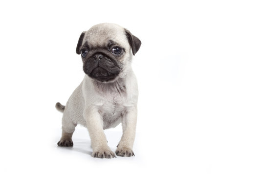 carlin t&eacute;m&eacute;raire - pug - mops - doguillo