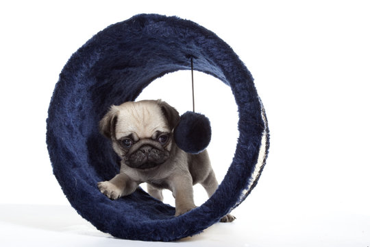 carlin explorateur - pug - mops - doguillo