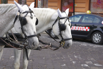 A pair of horses harnessed to a carriage, Budapest, Hungary
