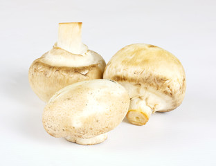 White field mushrooms isolated