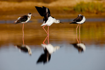 Black-Winged Stilt