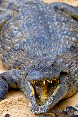 A nile crocodile, Crocodylus niloticus