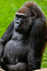 Gorilla of coast,  Gorilla gorilla