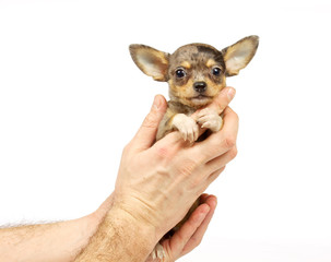 Chihuahua small puppy