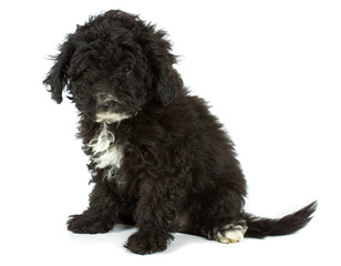 Colour lap-dog in studio