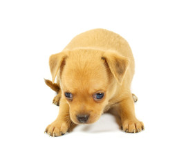 Obraz premium small chihuahua puppy