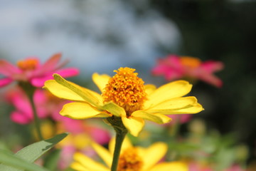 ピンクと黄色のマーガレット