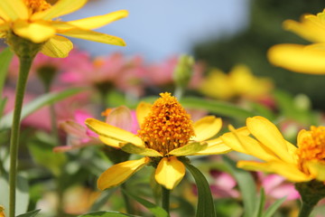 ピンクと黄色のマーガレット