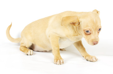small chihuahua puppy