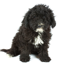 Colour lap-dog in studio