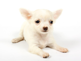small chihuahua puppy