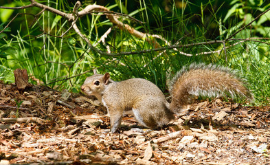 Gray Squirrel on Wood Chip Trail
