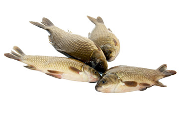 fresh crucian isolated on white background
