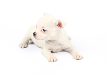 small chihuahua puppy