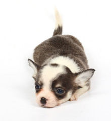 small chihuahua puppy