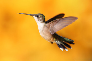 Fototapeta na wymiar Ruby-throated Hummingbird W Locie