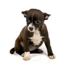 small chihuahua puppy