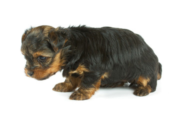 Cute pretty Yorkshire terrier puppy dog sitting. isolated