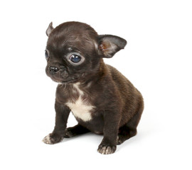 Obraz premium small chihuahua puppy