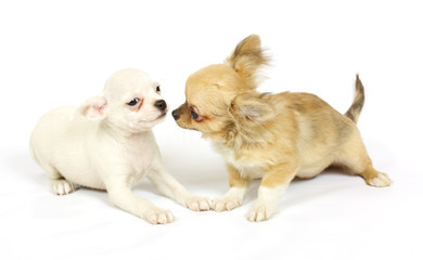 small chihuahua puppy