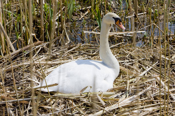 swan, Netherlands
