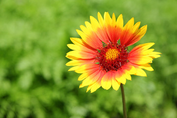 Gaillardia