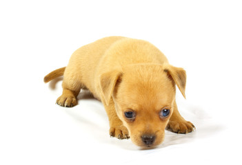 small chihuahua puppy