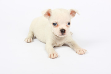 small chihuahua puppy