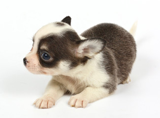 small chihuahua puppy